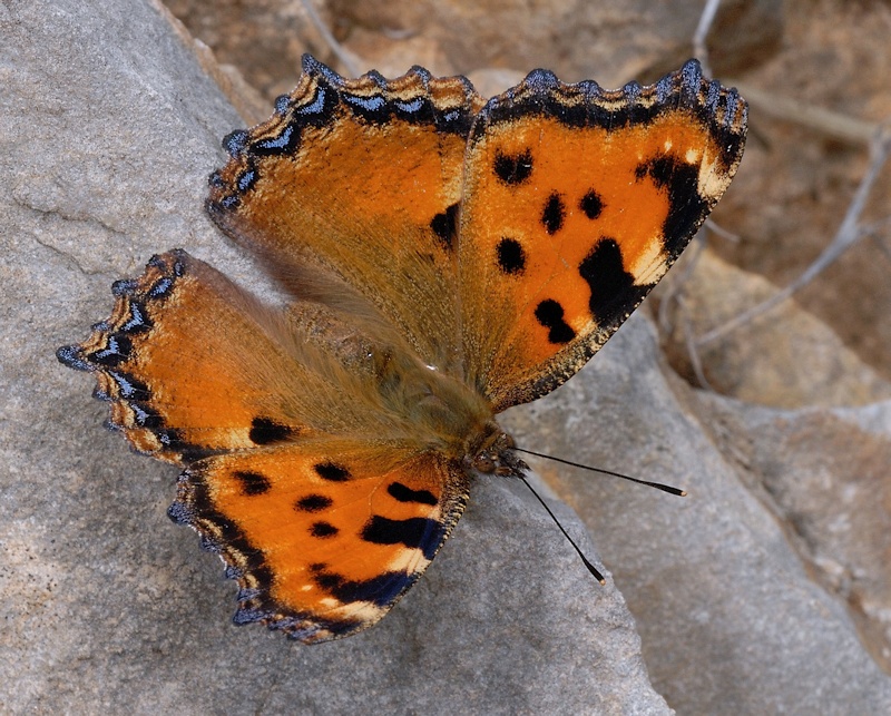 Nymphalis polychloros?